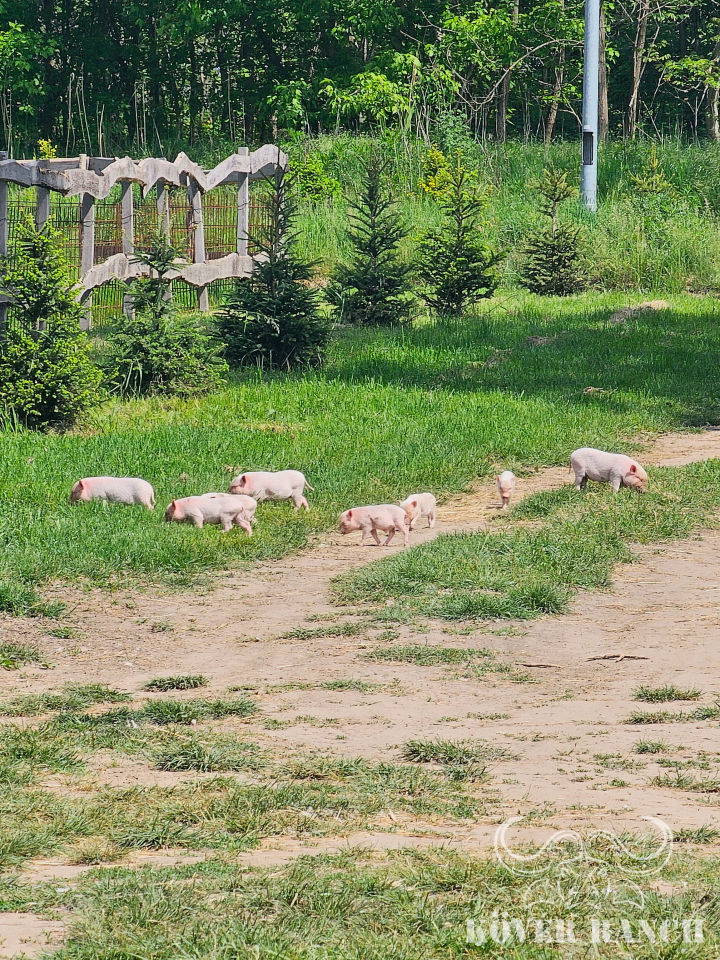 KÖVÉR RANCH-on készült, a helyszínen található állatokat tartalmazó kép