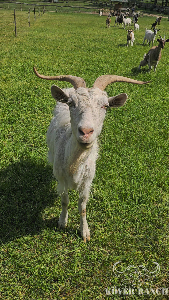 KÖVÉR RANCH-on készült, a helyszínen található állatokat tartalmazó kép