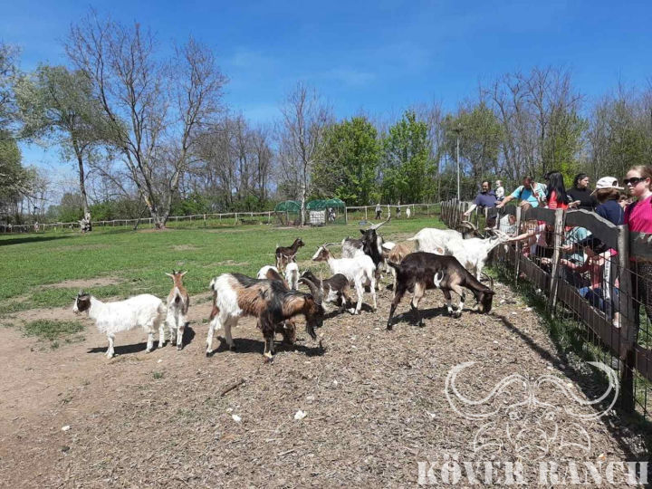 KÖVÉR RANCH-on készült, a helyszínen található állatokat tartalmazó kép