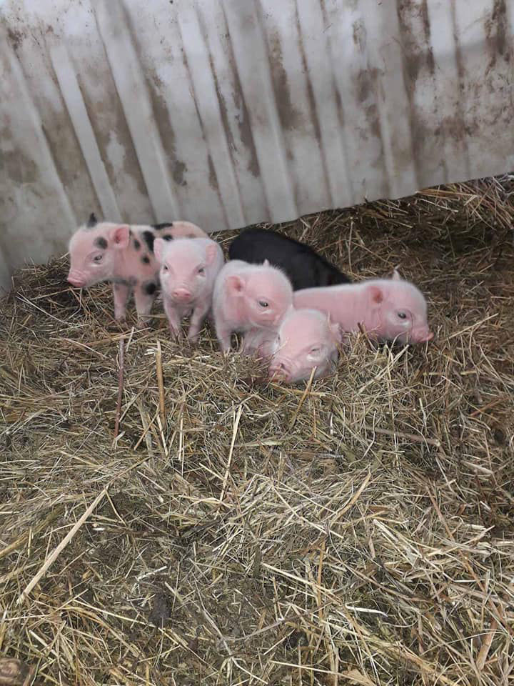 KÖVÉR RANCH-on készült, a helyszínen található állatokat tartalmazó kép