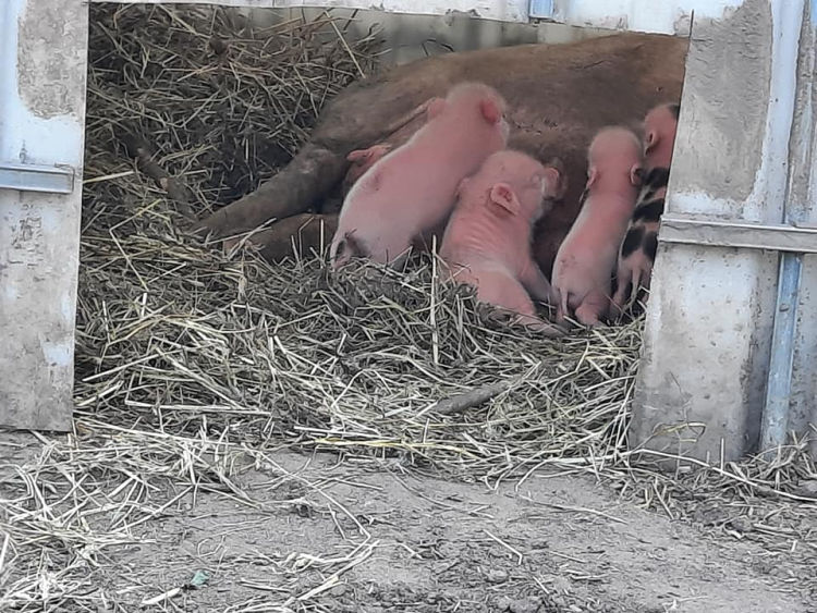 KÖVÉR RANCH-on készült, a helyszínen található állatokat tartalmazó kép