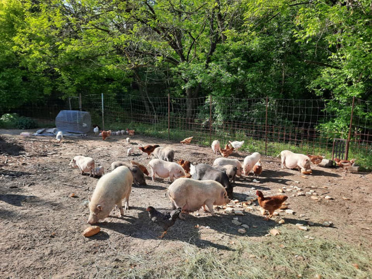 KÖVÉR RANCH-on készült, a helyszínen található állatokat tartalmazó kép