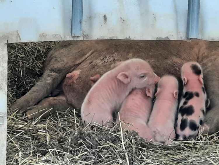 KÖVÉR RANCH-on készült, a helyszínen található állatokat tartalmazó kép