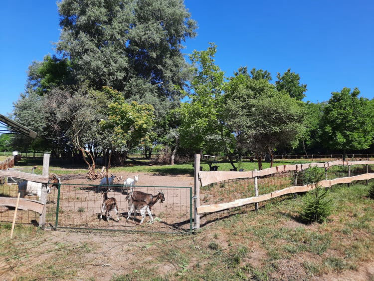 KÖVÉR RANCH-on készült, a helyszínen található állatokat tartalmazó kép