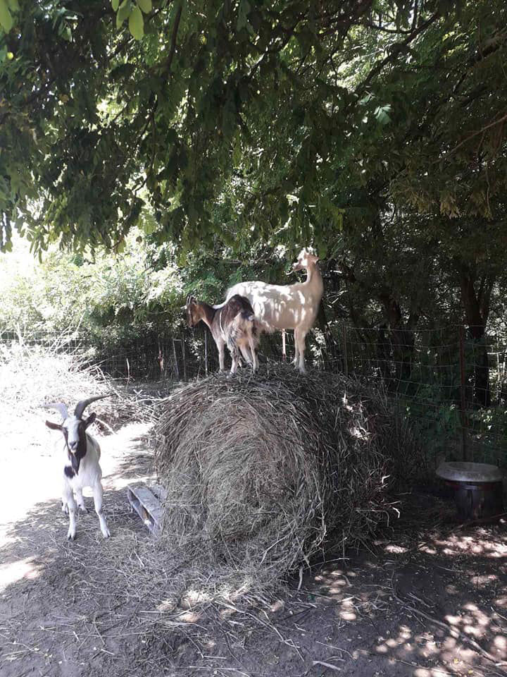 KÖVÉR RANCH-on készült, a helyszínen található állatokat tartalmazó kép