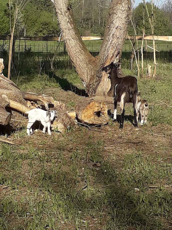 KÖVÉR RANCH-on készült, a helyszínen található állatokat tartalmazó kép