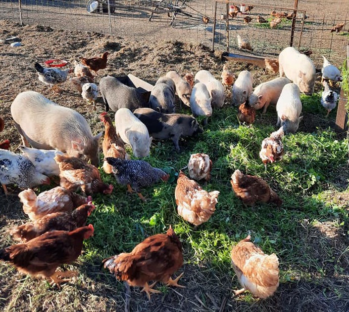 KÖVÉR RANCH-on készült, a helyszínen található állatokat tartalmazó kép