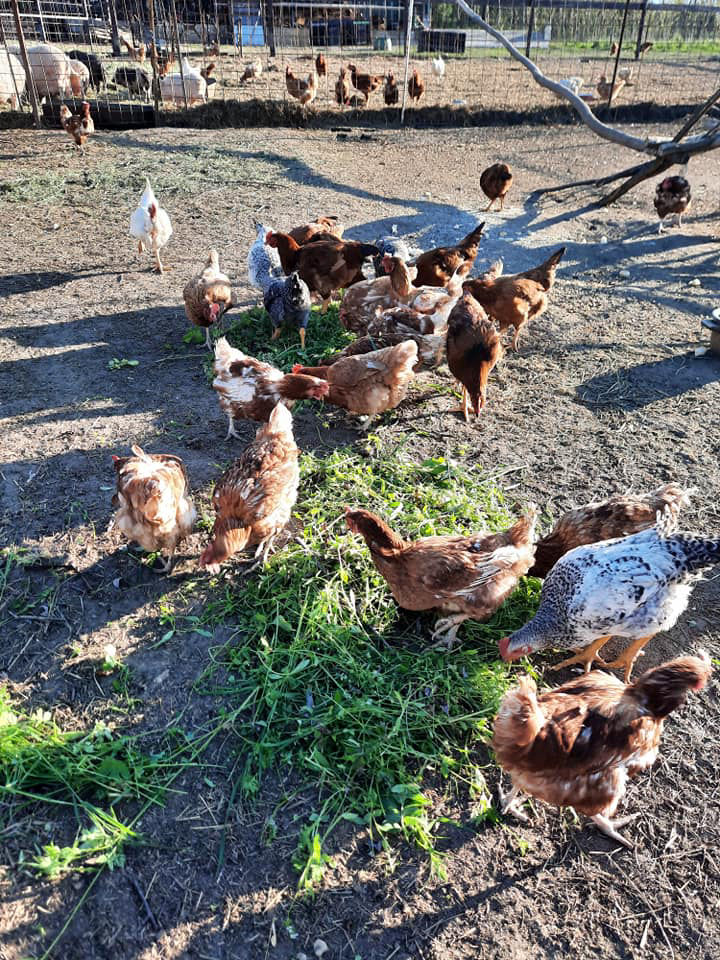 KÖVÉR RANCH-on készült, a helyszínen található állatokat tartalmazó kép