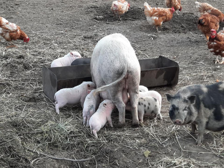 KÖVÉR RANCH-on készült, a helyszínen található állatokat tartalmazó kép