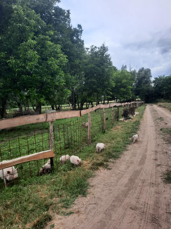 KÖVÉR RANCH-on készült, a helyszínen található állatokat tartalmazó kép