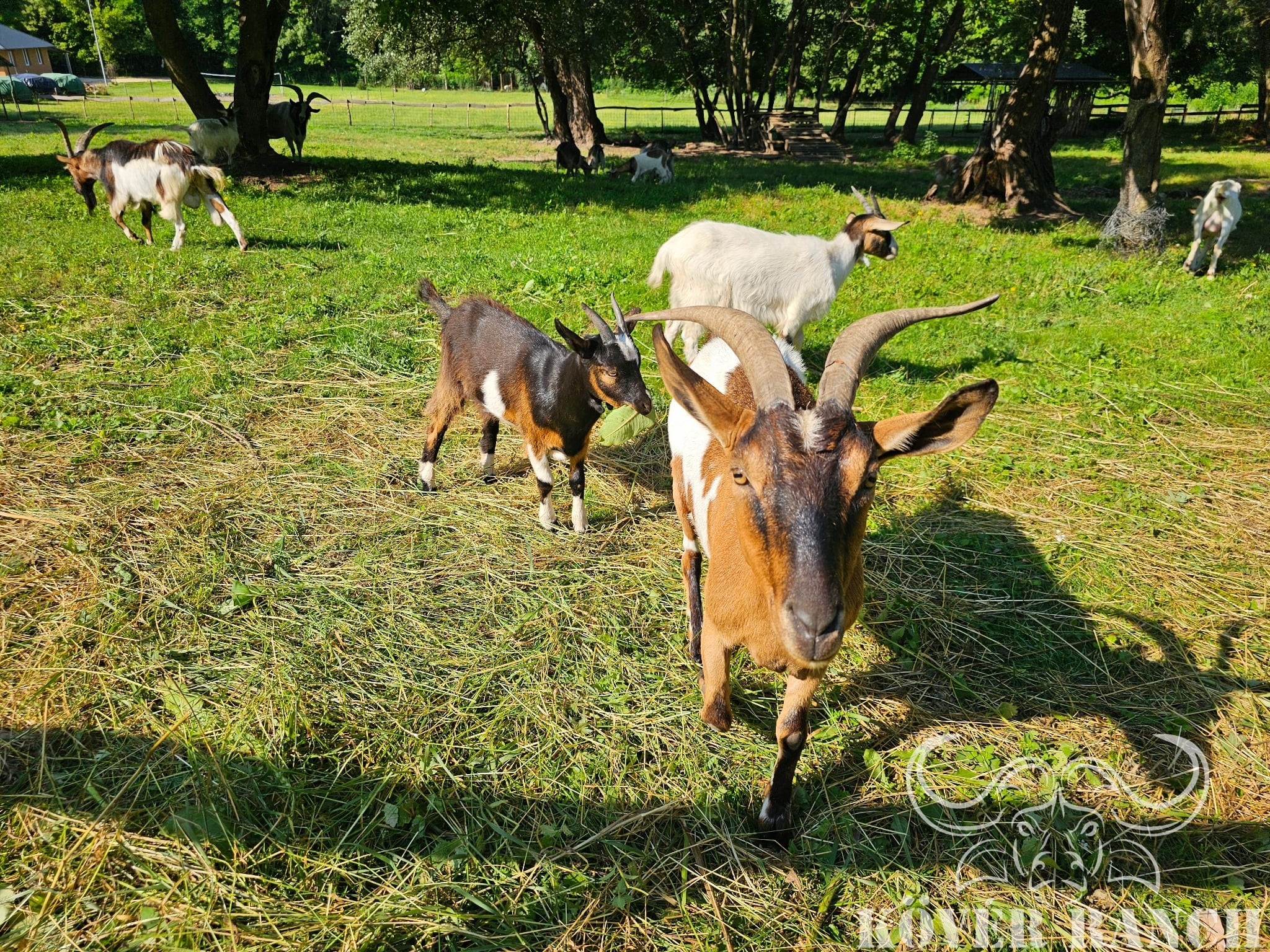 KÖVÉR RANCH-on készült, MAJÁLIS-i rendezvényen alatt, programokat, vendégeket, családokat, állatokat tartalmazó kép